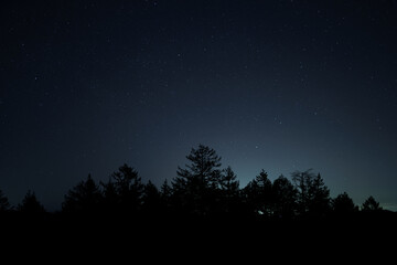 Night Sky with Stars and Tree Silhouette 