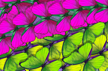 Obraz na płótnie Canvas bright tropical butterflies. yellow and purple morpho butterflies texture background. 