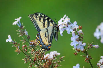 Beautiful Butterfly