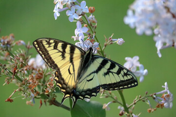 Butterfly on a Flower