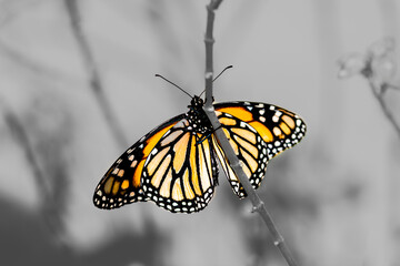 Obraz premium Monarch butterfly perched on its milkweed plant with black and white background