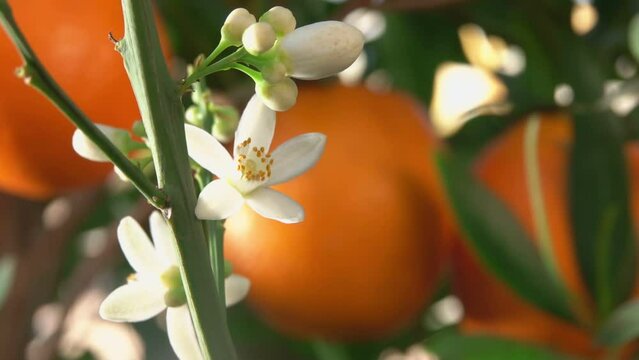 White orange fragrant flower is blooming on the branch of the green citrus tree 