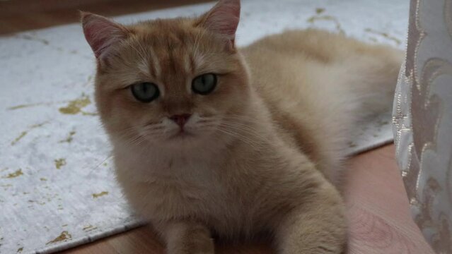 British shorthair golden ny12 cat portrait
