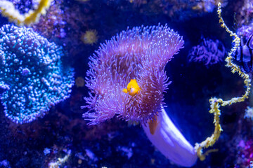 Anémone de mer avec un poisson jaune en fond marin