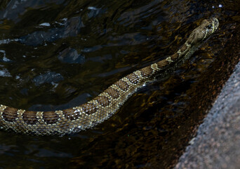 Rattlesnake