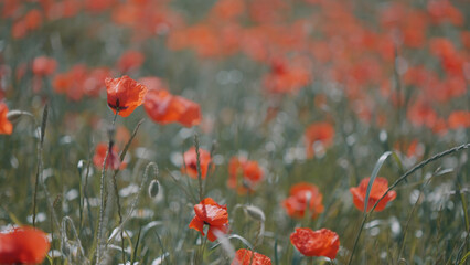 Large field with red poppies and green grass at sunset on a summer sunny day. Action. Beautiful field with scarlet poppies flowers.