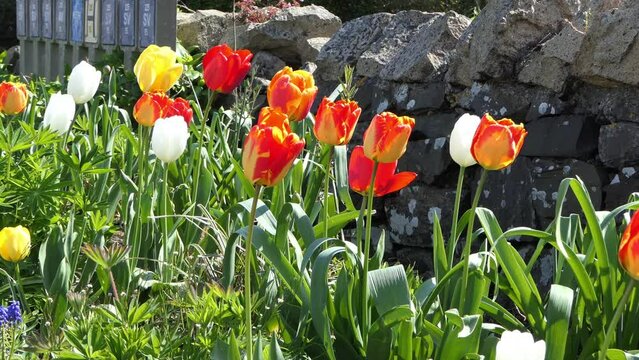 Beautiful mix of colourful Tulip flowers growing along a wall garden in UK