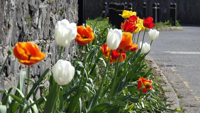 Beautiful mix of colourful Tulip flowers growing along a wall garden in UK