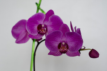Large, purple flowers, orchids, on a pedicel. The peduncle of an orchid, strewn with large, bright flowers.