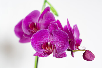 Large, purple flowers, orchids, on a pedicel. The peduncle of an orchid, strewn with large, bright flowers.