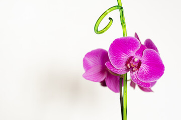 Large, purple flowers, orchids, on a pedicel. The peduncle of an orchid, strewn with large, bright flowers.