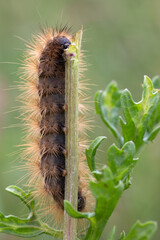 Die Raupe vom Gelben Fleckleibbär