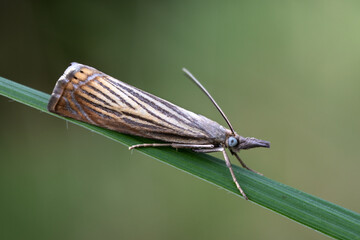 Rispengraszünsler - Chrysoteuchia culmella