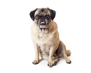 Obraz premium Old Pug Dog Sitting Sticking Tongue Out