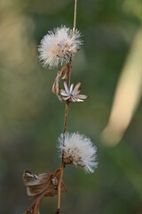 カシワバハグマの実(The scene after the flower that nature shows.)