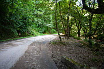 Fototapeta premium Rural Curved Road Surrounded With Trees, Ferns, And Moss
