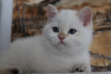 british shorthair golden pointed amadeus ny 1233 white blue eyed kitten