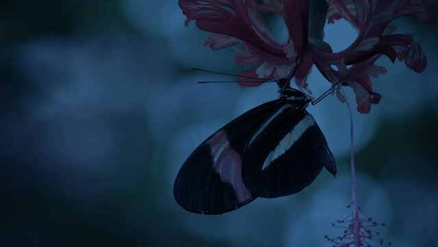 Butterfly On Flower In The Evening
