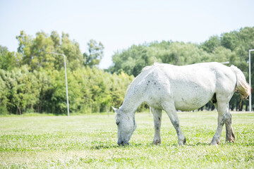 FAMILIA DE CABALLOS