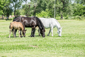 Obraz premium FAMILIA DE CABALLOS
