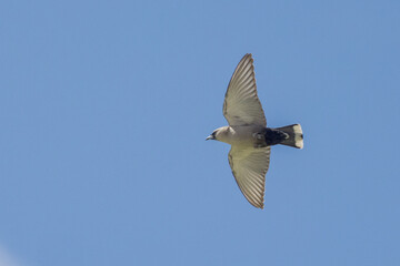 Black-faced Woodswallow in Queensland Australia