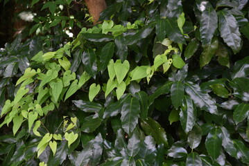 Japanese yam ( Dioscorea japonica ) flowers and leaves.Dioscoreaceae perennial vine. Blooms from July to August. Heart-shaped leaves and edible roots.
