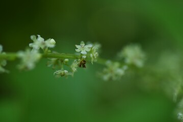 Japanese yam ( Dioscorea japonica ) flowers and leaves.Dioscoreaceae perennial vine. Blooms from July to August. Heart-shaped leaves and edible roots.