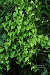 Japanese yam ( Dioscorea japonica ) flowers and leaves.Dioscoreaceae perennial vine. Blooms from July to August. Heart-shaped leaves and edible roots. - obrazy, fototapety, plakaty