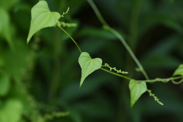 Japanese yam ( Dioscorea japonica ) flowers and leaves.Dioscoreaceae perennial vine. Blooms from July to August. Heart-shaped leaves and edible roots.