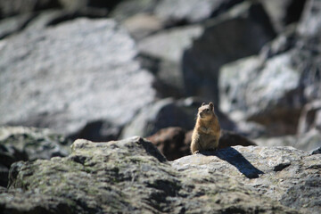 squirrel on rock