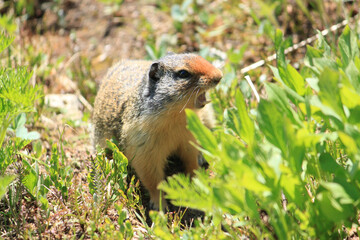 Mad Varmint