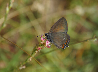 Obraz premium Brauner Eichen-Zipfelfalter (Satyrium ilicis). Er gehört zu den Bläulingen. Dieses sind kleine, hübsche Schmetterlinge. 