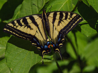 Detail of Western Tiger Swallowtail (Papilio rutulus) resting on green leaves.