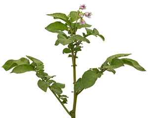 Pink potato fliwers, isolated on white background
