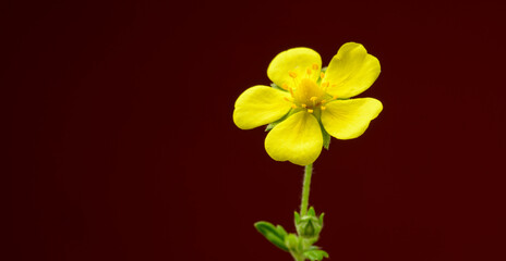 flowers for banner wallpaper postcard background