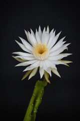 WHITE FLOWER