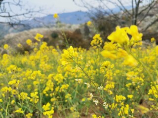 The beautiful scenery of China