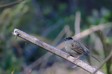 Golden Crown Sparrow on Branch