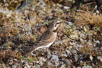 Horned Lark