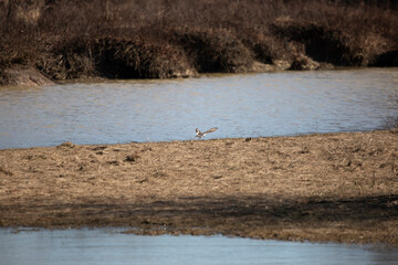 Killdeer Taking Flight
