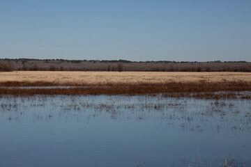 Meadow and Forest across a Waterway