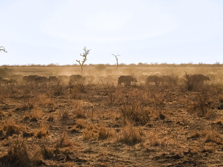 Golden landscape with dust kicked up by herd of passing buffalo