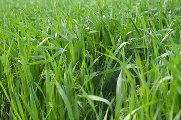 Beautiful agricultural field with ripening cereal crop, closeup