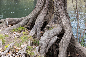 Fototapeta na wymiar River She Oak Trees along side of Cotter River; Australian Capital Territory Australia