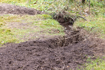 Fototapeta premium Common Wombat diggings and hole
