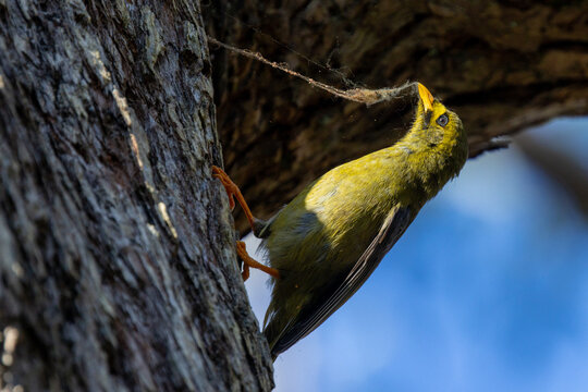 Australian Bell Miner Bird Collecting Spider Web For Nest