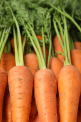 Fresh ripe carrots as background, closeup view