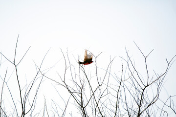 Vermillion Flycatcher Taking Flight