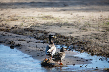 Obraz premium Mallard Drake and Hen
