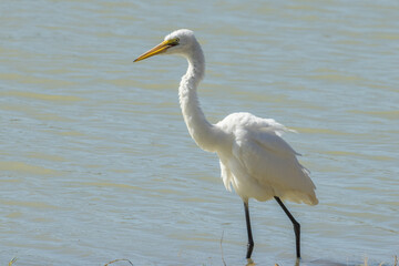 Eastern Great Egret in Queensland Australia